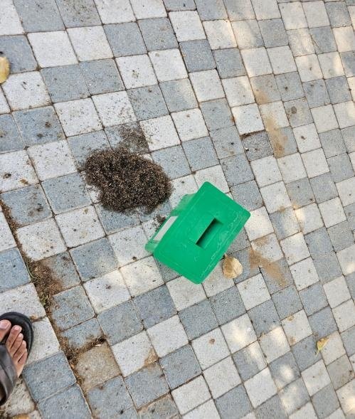 Trapped Mosquitoes Proof